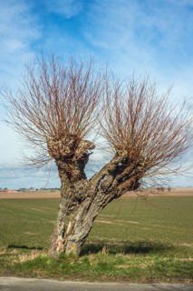 Willow tree (Salix) in Ystad municipality, Skåne county, Sweden, Scandinavia