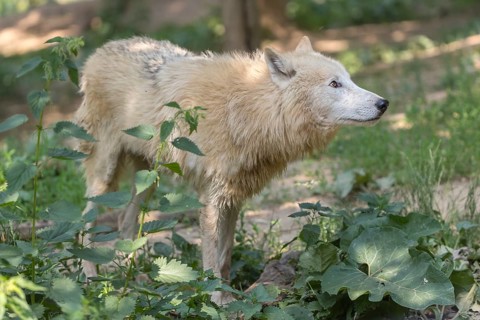 One adult Arctic wolf (Canis lupus arctos) walking thru a forest with some green vegetation on