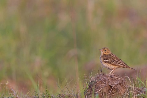 Tree Pipit (Anthus trivialis), Hesse, Germany