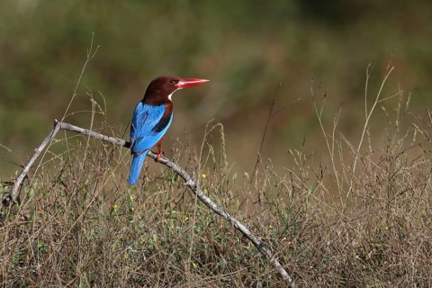 White-throated Kingfisher (Halcyon smyrnensis) perched on a branch, Penang, Malaysia