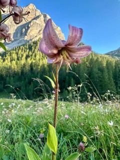 Martagon lily (Lilium martagon), flower, Karwendel nature park Park, Karwendel Mountains, Tyrol,