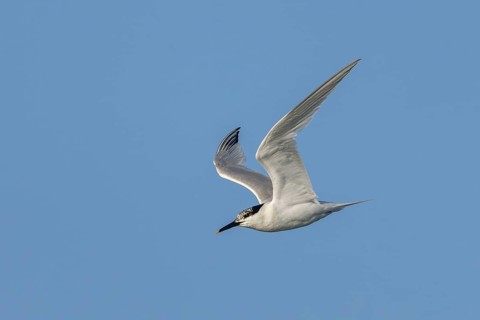 As with all terns, the wings of the sandwich tern (Thalasseus sandvicensis) taper to a point,