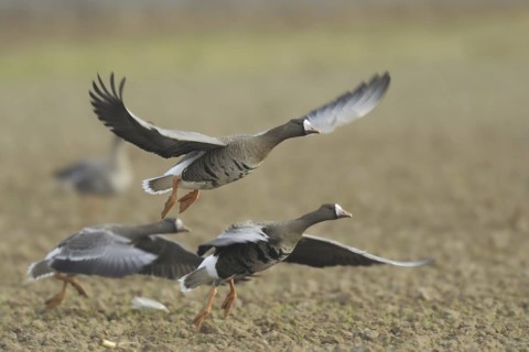 Greater White-fronted Goose (Anser albifrons) flying, North Rhine-Westphalia, Germany