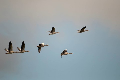 Anser Anser, Greylag or Graylag Goose, Grelag Goose, Anatidae, Birds, Duckbirds, Flying, Flight,