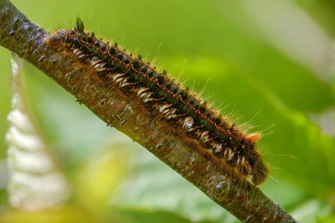 Euthrix potatoria, hen, grass hen, lasiocampidae, drinker, mealyworm, insects, moths, moths,