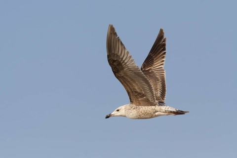 Yellow-legged Gull (Larus michahellis) flying, Portugal