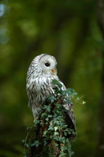 Ural Owl (Strix uralensis), captive, Germany