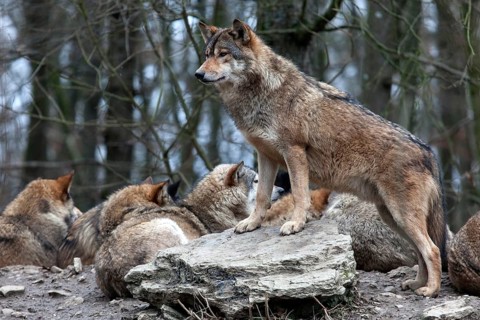 Wolves (Canis lupus), captive, Bad Mergentheim Wildlife Park, Baden-Württemberg, Germany