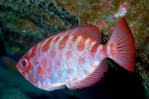 Bigeye perch (Heteropriacanthus cruentatus)