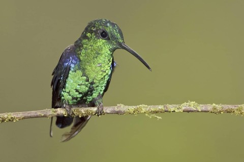Crowned Woodnymph (Thalurania colombica hypochlora), Ecuador