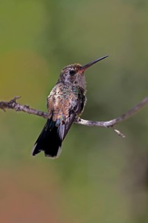 Broad-billed hummingbird (Cynanthus latirostris), adult, female, in perch, Sonoran Desert, Arizona,