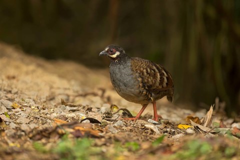 Malaysian Partridge (Arborophila campbelli), Pahang, Malaysia