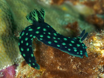 Neon star snail (Nembrotha cristata) with green dots, moving over the reef, dive site Spice Reef,