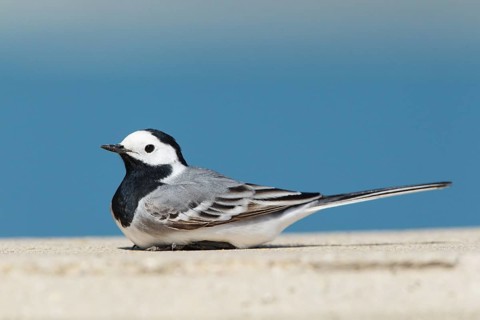 White Wagtail (Motacilla alba) male, Cyprus