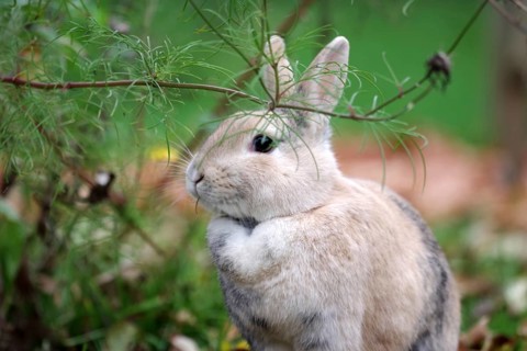 Rabbit (Oryctolagus cuniculus domestica), autumn, garden, cute, A rabbit eats the small leaves off