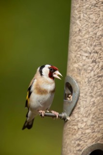 European goldfinch (Carduelis carduelis) adult bird feeding on sunflower seeds hearts from a garden