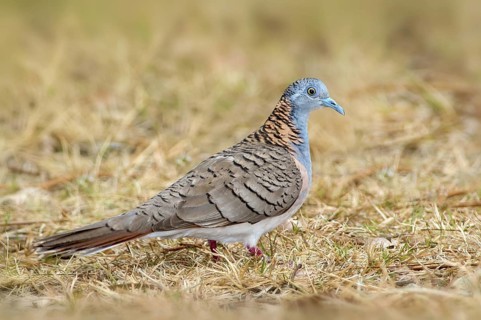 Bar-shouldered Dove (Geopelia humeralis), Queensland, Australia