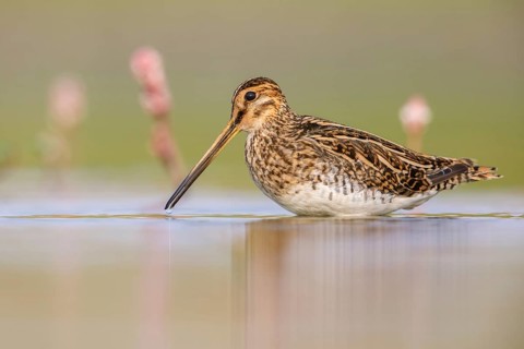 Common Snipe (Gallinago gallinago) foraging, Poland