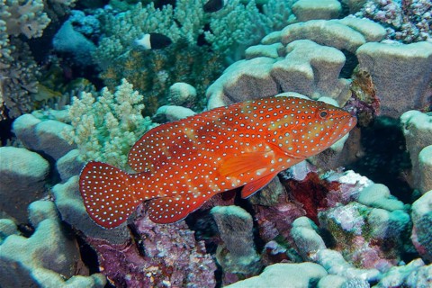 Jewelled grouper (Cephalopholis oligosticta)