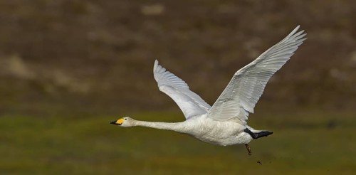 Whooper swan, (Cygnus cygnus), animals, birds, swans, duck family, flight photo, Varanger,