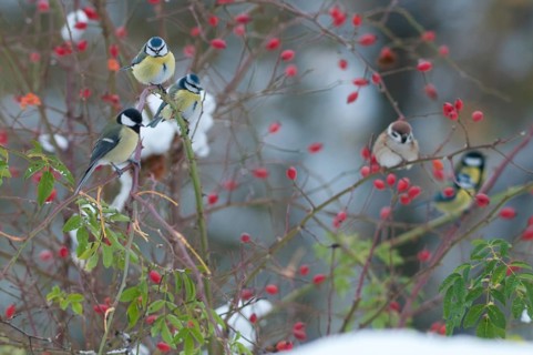 Blue tit, great tit, dog rose, great tit, parus caeruleus, parus major, rosa canina, rosaceae, rose