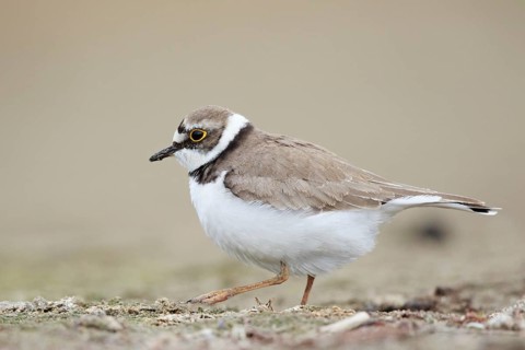 Little Ringed Plover (Charadrius dubius) female, North Rhine-Westphalia, Germany