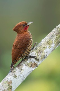 Cinnamon Woodpecker (Celeus loricatus) perched on a branch in Panama
