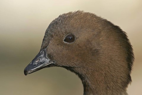 Maned Duck (Chenonetta jubata) female, Arizona, USA