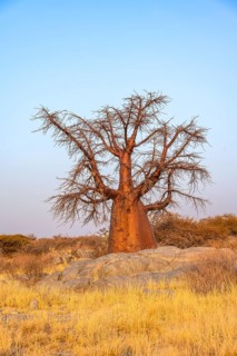 African baobab or baobab tree (Adansonia digitata), at sunrise, Kubu Island (Lekubu), Sowa Pan,