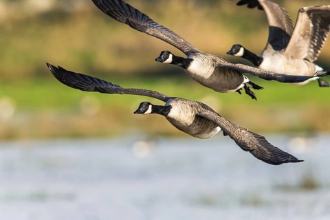 Canada Goose (Branta canadensis) birds in flight over Marshes at winter time