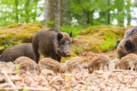 Wild boar (Sus scrofa) mother with her piglets (Squeaker) in a forest, Bavaria, Germany
