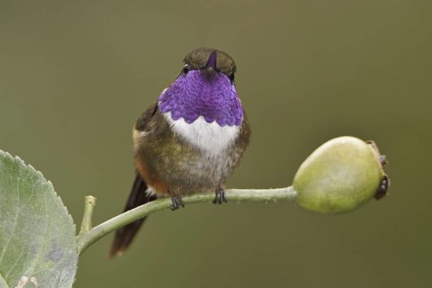 Purple-throated Woodstar (Calliphlox mitchellii), Ecuador