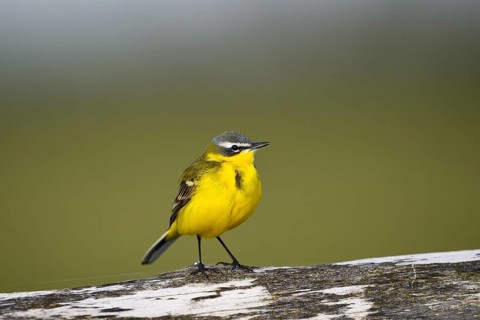 Yellow wagtail (Motacilla flava), Ochsenmoor, Dümmer, Lemförde, Lower Saxony, Germany