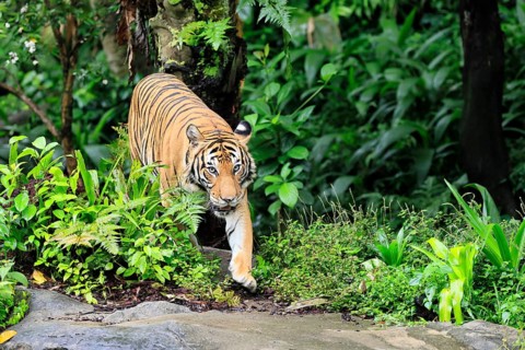 Malaysia tiger (Panthera tigris jacksoni), adult, running, stalking, vigilant, Malaysia, Southeast