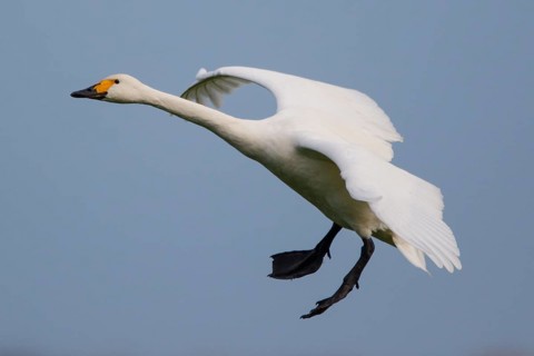 Tundra Swan (Cygnus columbianus bewickii) flying, Netherlands
