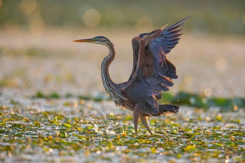 Purple heron (Ardea purpurea), the bird searches for prey in shallow water in the early morning and