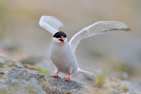 Common Tern (Sterna hirundo) calling, Schleswig-Holstein, Germany