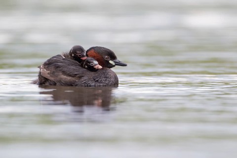 Little Grebe (Tachybaptus ruficollis) with chicks, Saxony, Germany