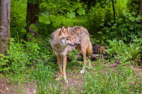 A female Eurasian grey wolf (Canis lupus lupus) and a pup stand in the dense green undergrowth at