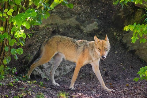 A female grey wolf (Canis lupus lupus) walks past her den in the forest on a sunny day