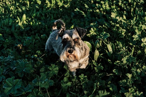A Schnauzer dog stands amidst a park, bathed in warm sunlight. The scene captures the dog curious
