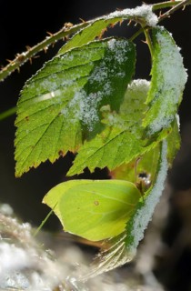 Brimestone, Gonepteryx Rhamni, butterfly, ice, frost, high size, portrait, insects, butterfly,