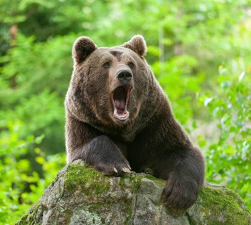 Brown bear (Ursus arctos) lying on a moss-covered rock and yawning, teeth visible, captive,