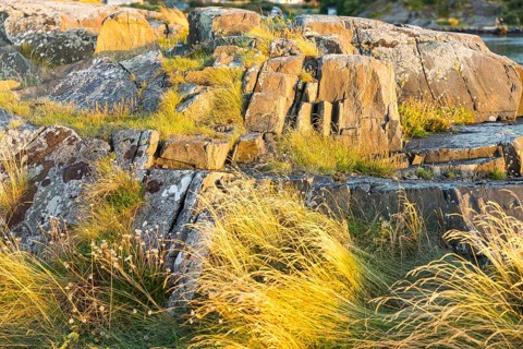 Various plants grow sheltered between the rocks of the archipelago, west coast near Lerkil,
