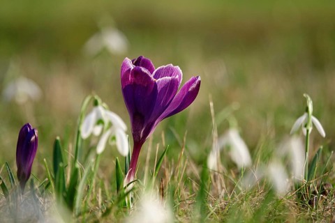 Crocus blossom, beginning of March, Germany