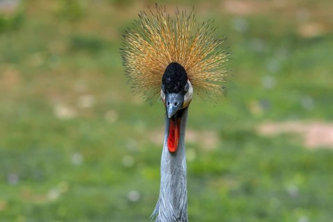 Crowned Crane (Balearica pavonina), Nuremberg Zoo, Middle Franconia, Bavaria, Germany