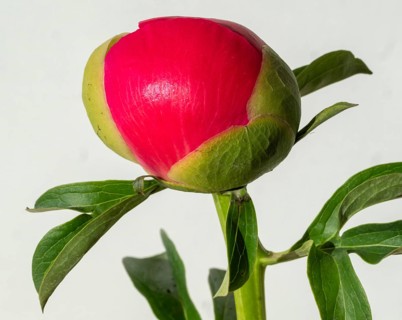 Bud just in front of flowering, pink peony (Paeonia) against a white background