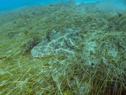 A well-camouflaged angel shark (Squatina squatina) amongst seagrass (Cymodocea nodosa) on the