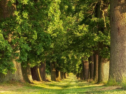 Oak avenue in the morning light, Magdeburger Börde, Saxony-Anhalt, Germany
