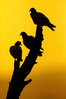 Rock Pigeon, Rock Dove, Rock Pigeon, Feral Rock Pigeon, (Columba livi), Pigeon biset, Paloma